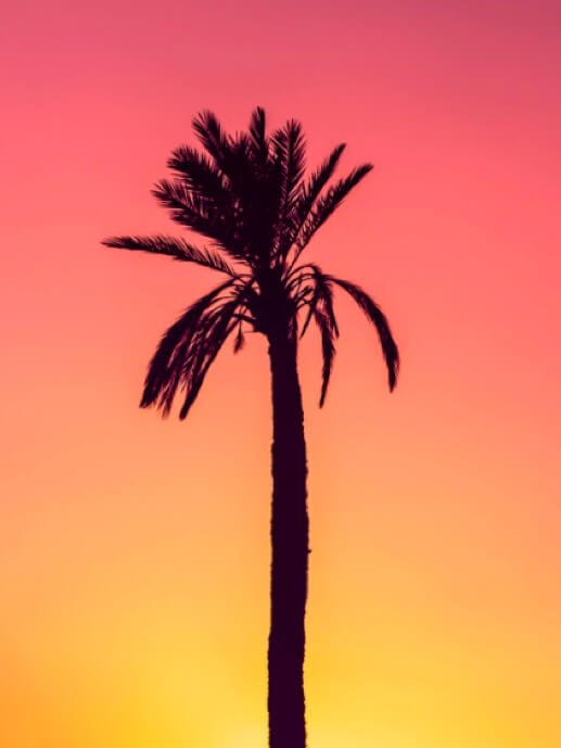 Babel Multiexperience Development Attijariwafa.  Photo of a palm tree at sunset